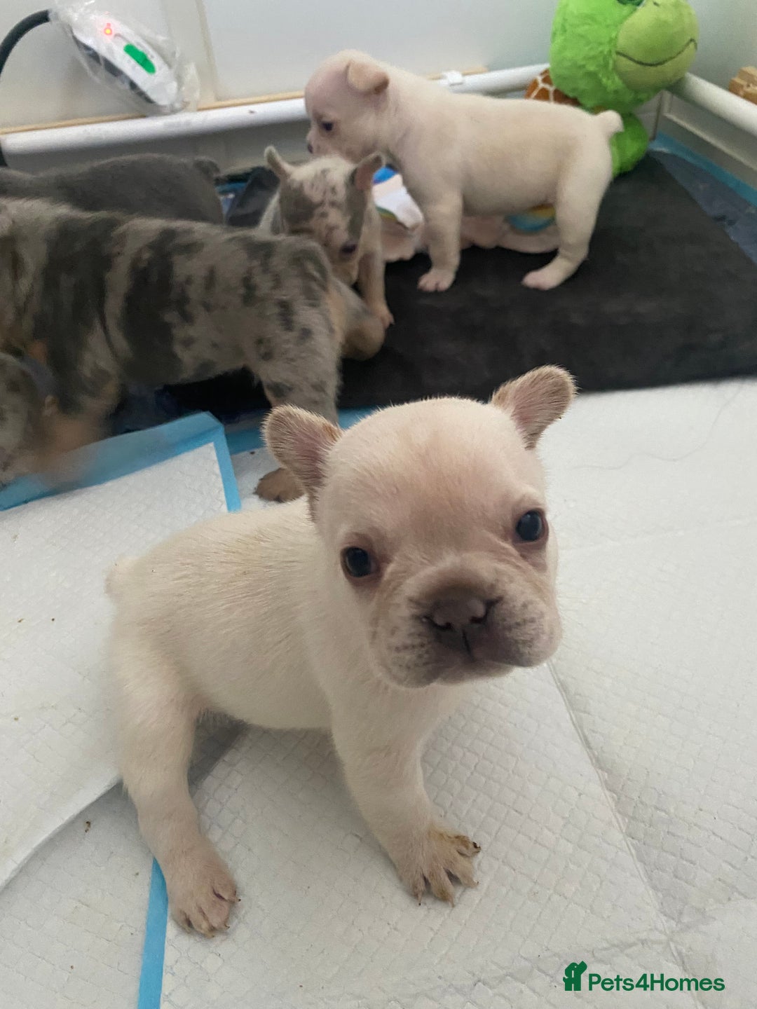 French Bulldog dogs for sale: Frenchie puppies  - Image 6