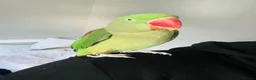 Parrots birds for sale: Baby hand tame Alexandrian Parrot  in Uttoxeter - Advert 19