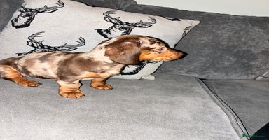 Dachshund dogs - Advert 6