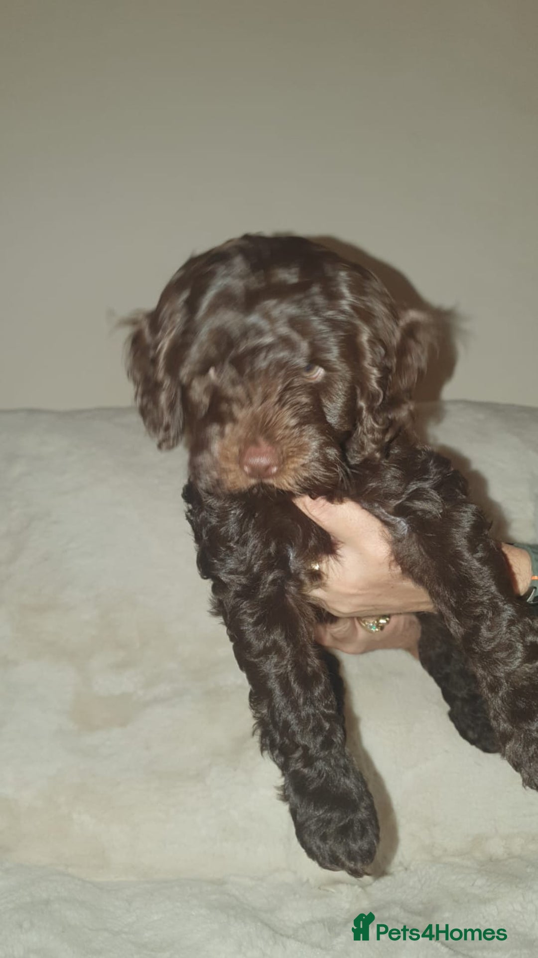 Cockapoo dogs for sale: F2 cockapoos  - Image 25