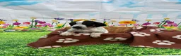 Jack Russell dogs for sale: jack Russell puppys 4💙. 6🩷 - Advert 9
