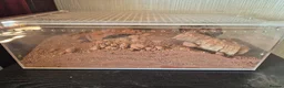 Mixed Breed invertebrates for sale: Blue death beetles/desert hairy scorpion cohabit - Advert 2