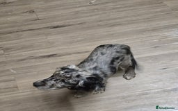 Cocker Spaniel dogs for sale: Female cocker spaniel - Image 5