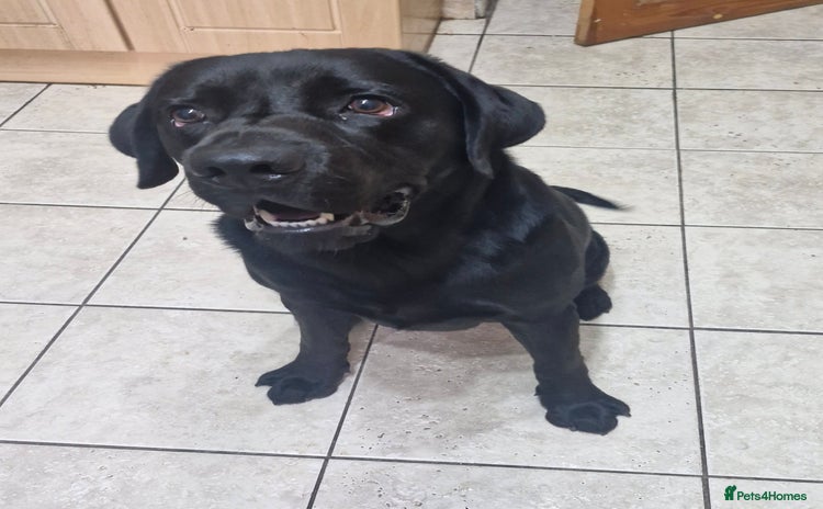 Labrador Retriever dogs - Advert 5