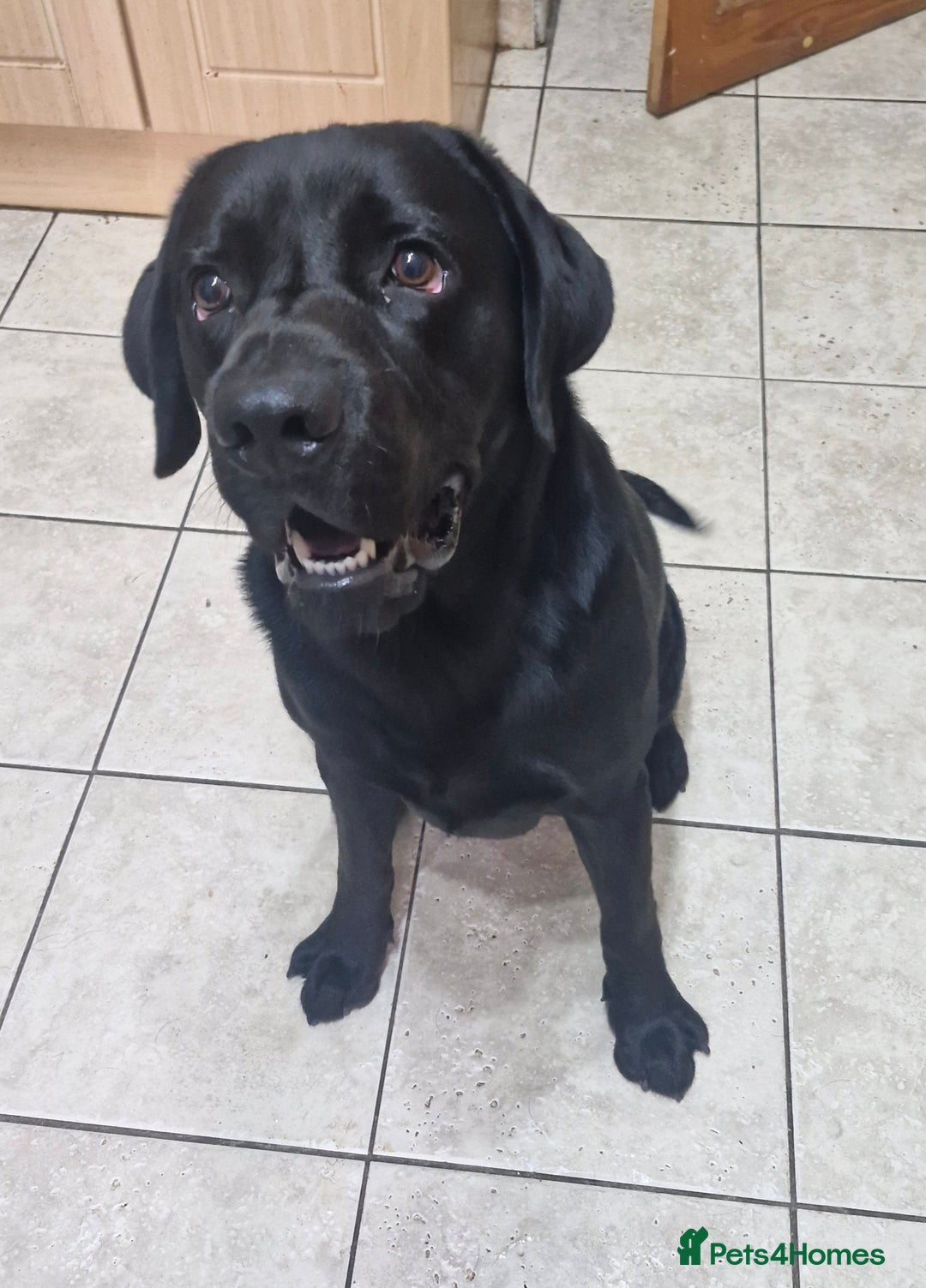 Labrador Retriever dogs for sale: Black Labrador  - Image 1