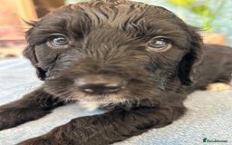Cockapoo dogs for sale: Cocker Spaniel x Cockapoo Puppies Ready Soon  - Image 14
