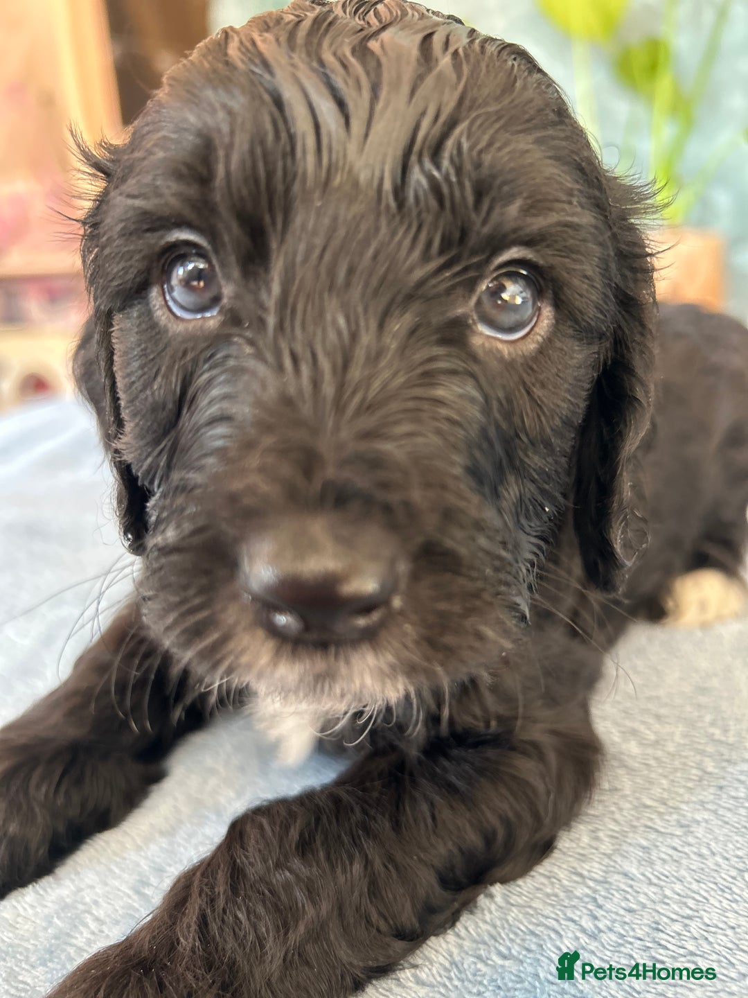 Cockapoo dogs for sale: Cocker Spaniel x Cockapoo Puppies Ready Soon  - Image 14