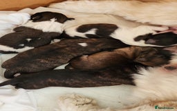 Lhasa Apso dogs for sale: Lhasa apso for sale - Image 1