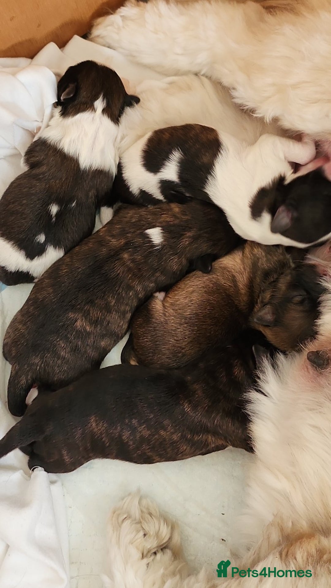 Lhasa Apso dogs for sale: Lhasa apso for sale - Image 1