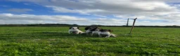 English Springer Spaniel dogs for sale: Excellent quality kc springer spaniel pups  - Advert 30