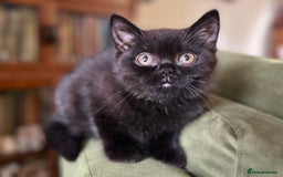British Shorthair cats for sale: 2 Gorgeous British Shorthaired Kittens Available - Image 2