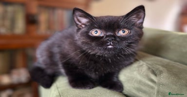 British Shorthair cats - Advert 8