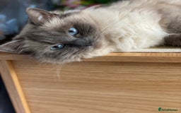 Ragdoll cats for sale: Adorable Blue Point Ragdoll Kittens - Image 18