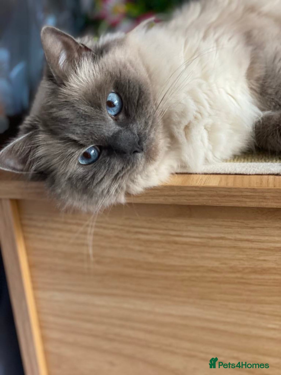 Ragdoll cats for sale: Adorable Blue Point Ragdoll Kittens - Image 18