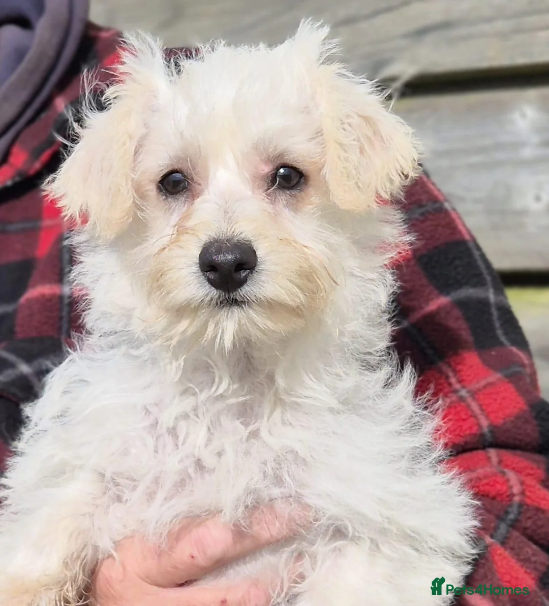 Westiepoo dogs for sale: Westiepoo puppies  in Launceston - Advert 13