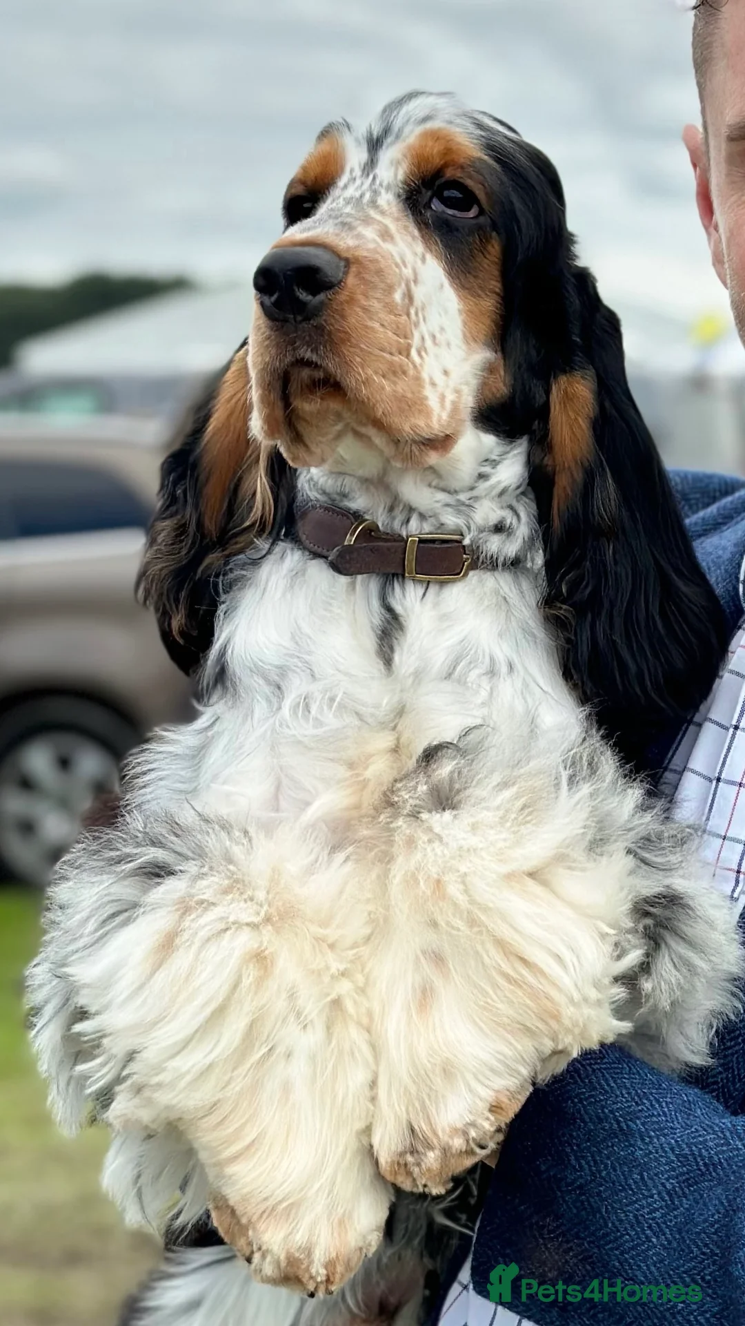 Cocker Spaniel dogs for stud: Show Cocker, Blue Roan and Tan (Stud Service Only) in Doncaster - Advert 2
