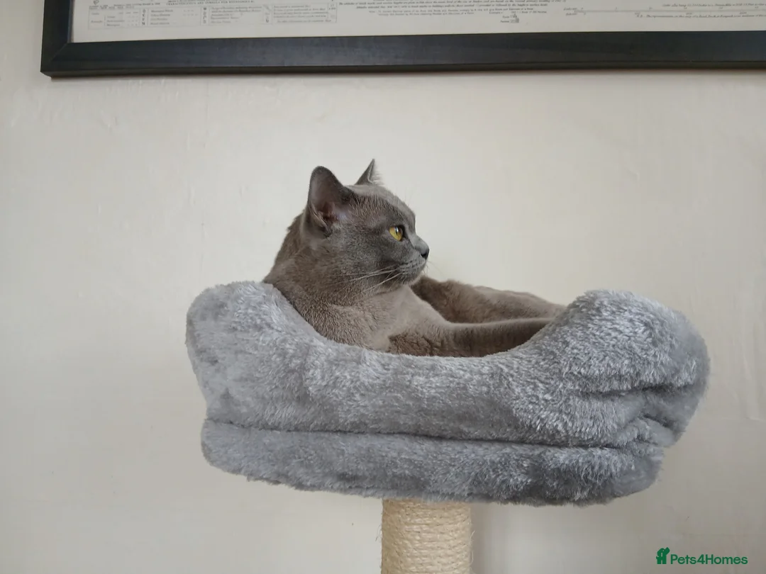 Burmese cats for sale: Blue Burmese Female. GCCF Reg.  - Advert 2