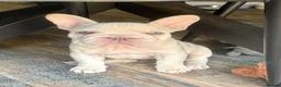 French Bulldog dogs for sale: She was my keeper. STUNNING French Bulldog Girl - Advert 1