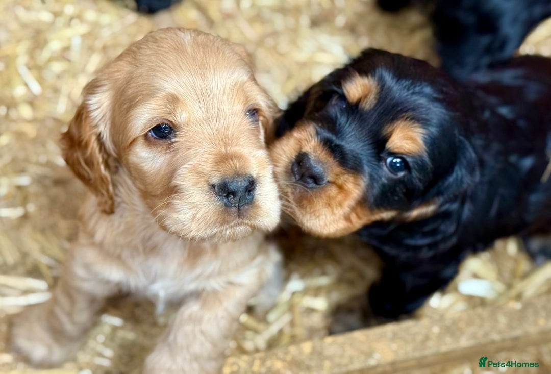 Cocker Spaniel dogs for sale: Adorable Cocker Spaniel Puppies - Image 2