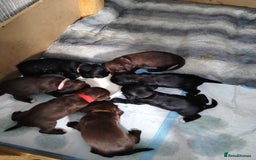Cocker Spaniel dogs for sale: 7 beautiful cocker spaniels  - Image 1