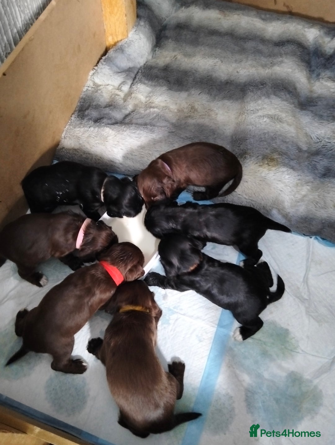 Cocker Spaniel dogs for sale: 7 beautiful cocker spaniels  - Image 1