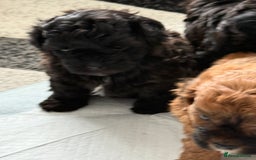 Maltipoo dogs for sale: Outstanding Malshipoo puppies - Image 7