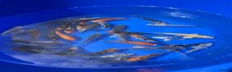 Koi Carp fish for sale: 3-4 inch Koi - Advert 3
