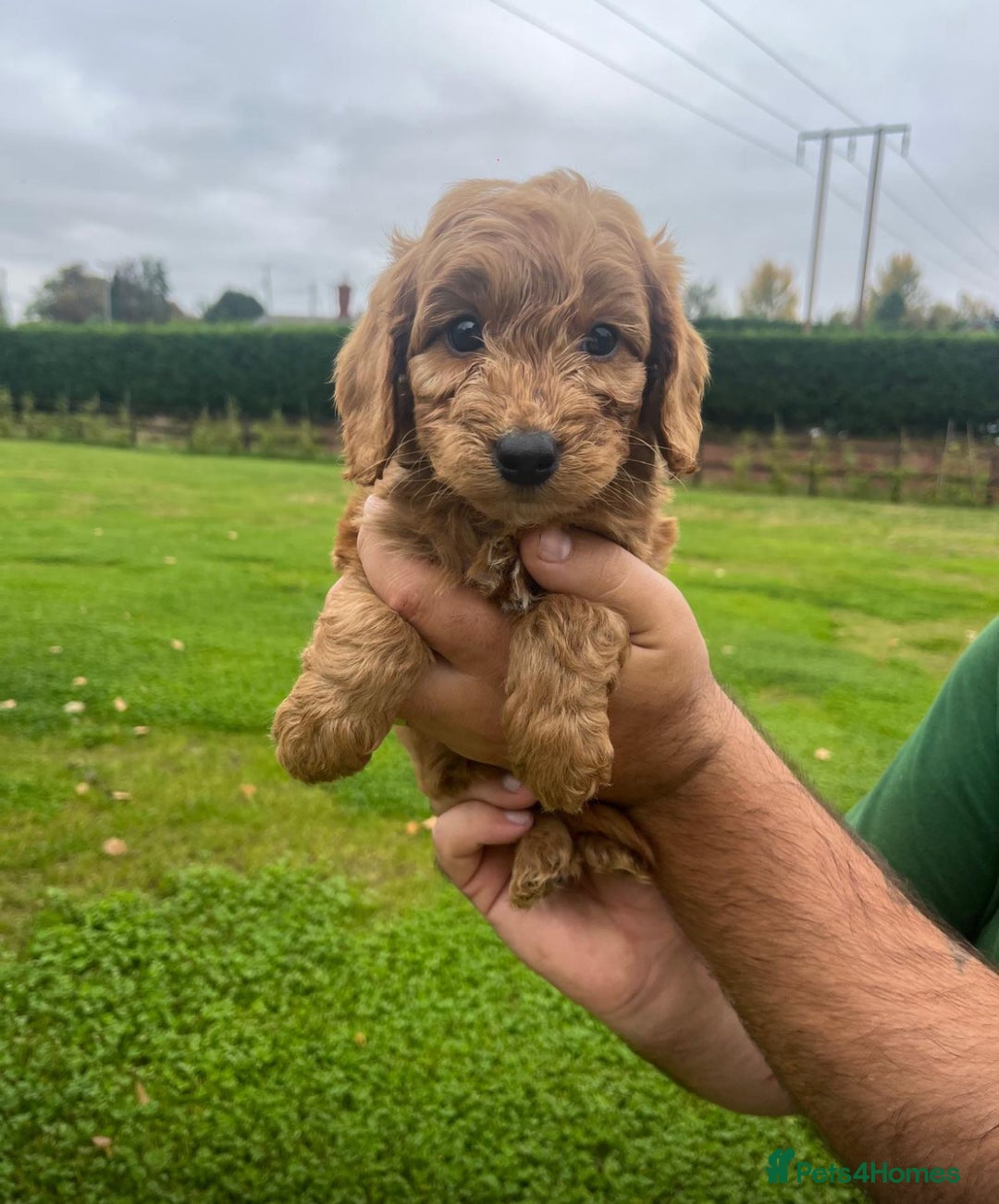 Cockapoo dogs for sale: Cockapoo puppies  - Image 5