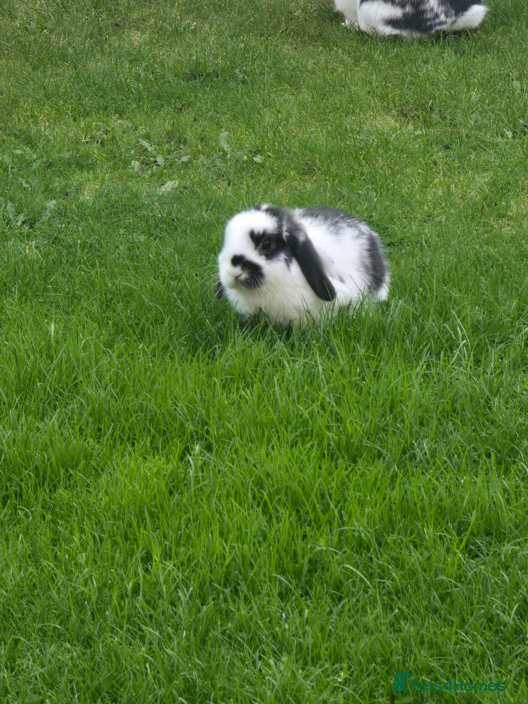 Mini Lop rabbits for sale: Mini lop rabbits  - Image 3