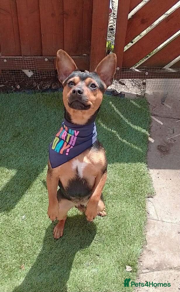Patterjack dogs Patter jack 4 years old £100 - Advert 1