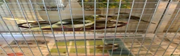 Canaries birds for sale: FIFE CANARY'S - Advert 11
