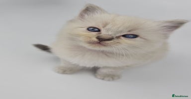 Ragdoll cats - Advert 8