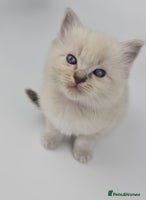 Ragdoll cats - Advert 15