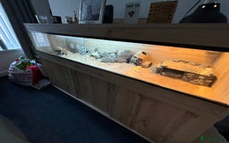 Bearded Dragon reptiles for sale: Rainbow Tiger Bearded Dragon - with full set up ⭐️ - Image 7