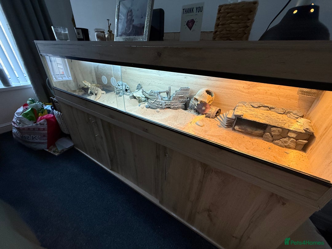 Bearded Dragon reptiles for sale: Rainbow Tiger Bearded Dragon - with full set up ⭐️ - Image 7