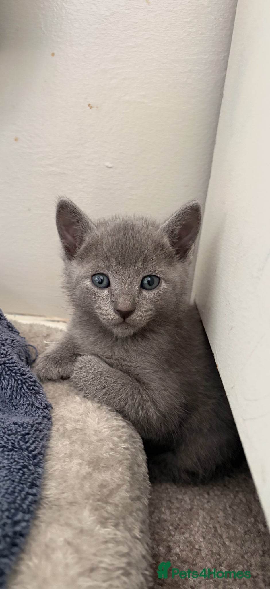 Russian Blue cats 6 Stunning GCCF Russian Blue Kittens 🐾  - Advert 4