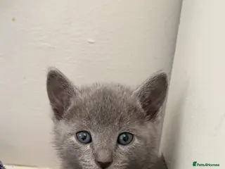 Russian Blue cats 6 Stunning GCCF Russian Blue Kittens 🐾 - Advert 4