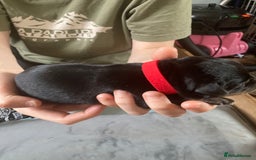 Rottweiler dogs for sale: Rottweiler  - Advert 18