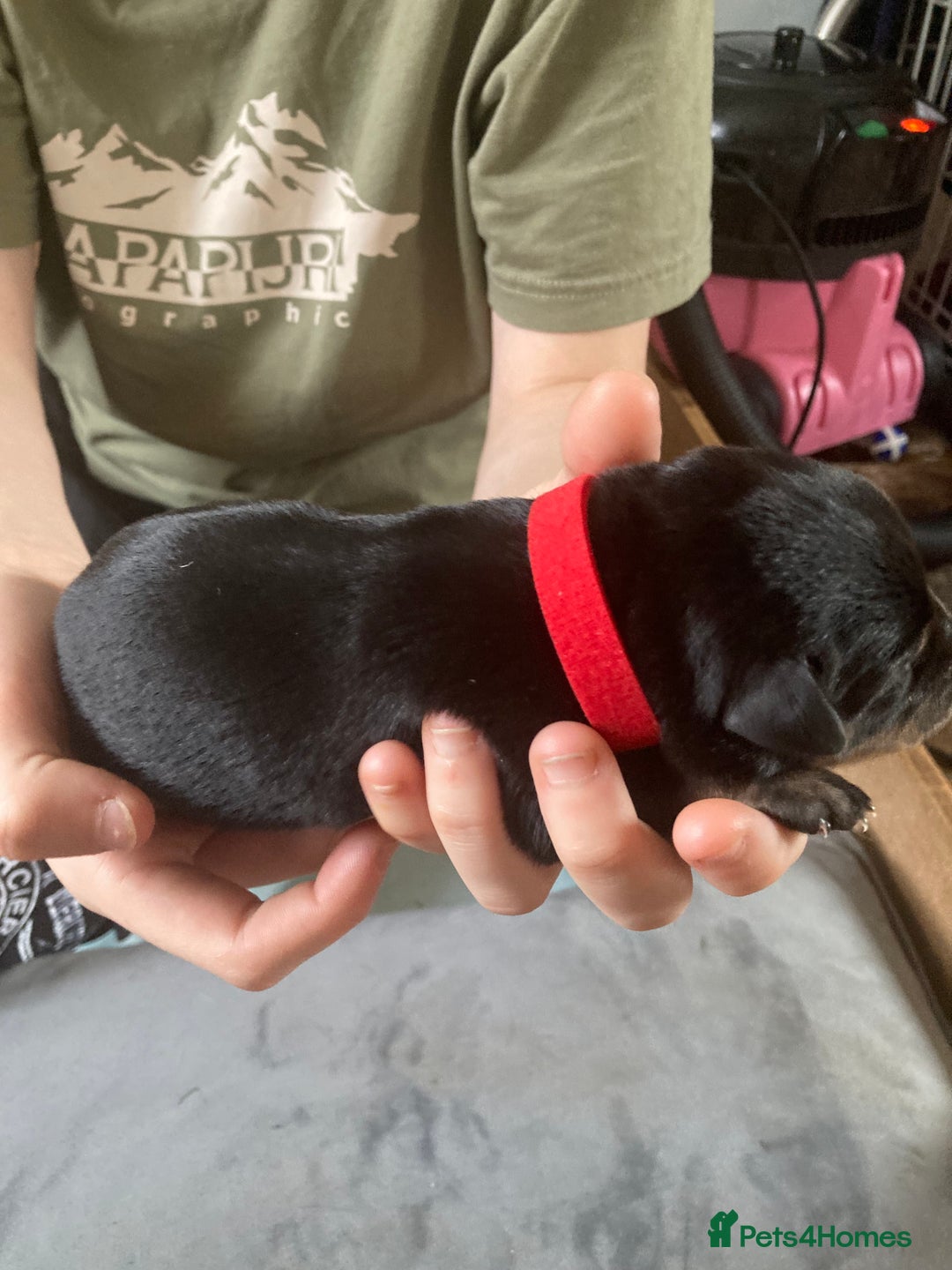 Rottweiler dogs for sale: Rottweiler  - Advert 18