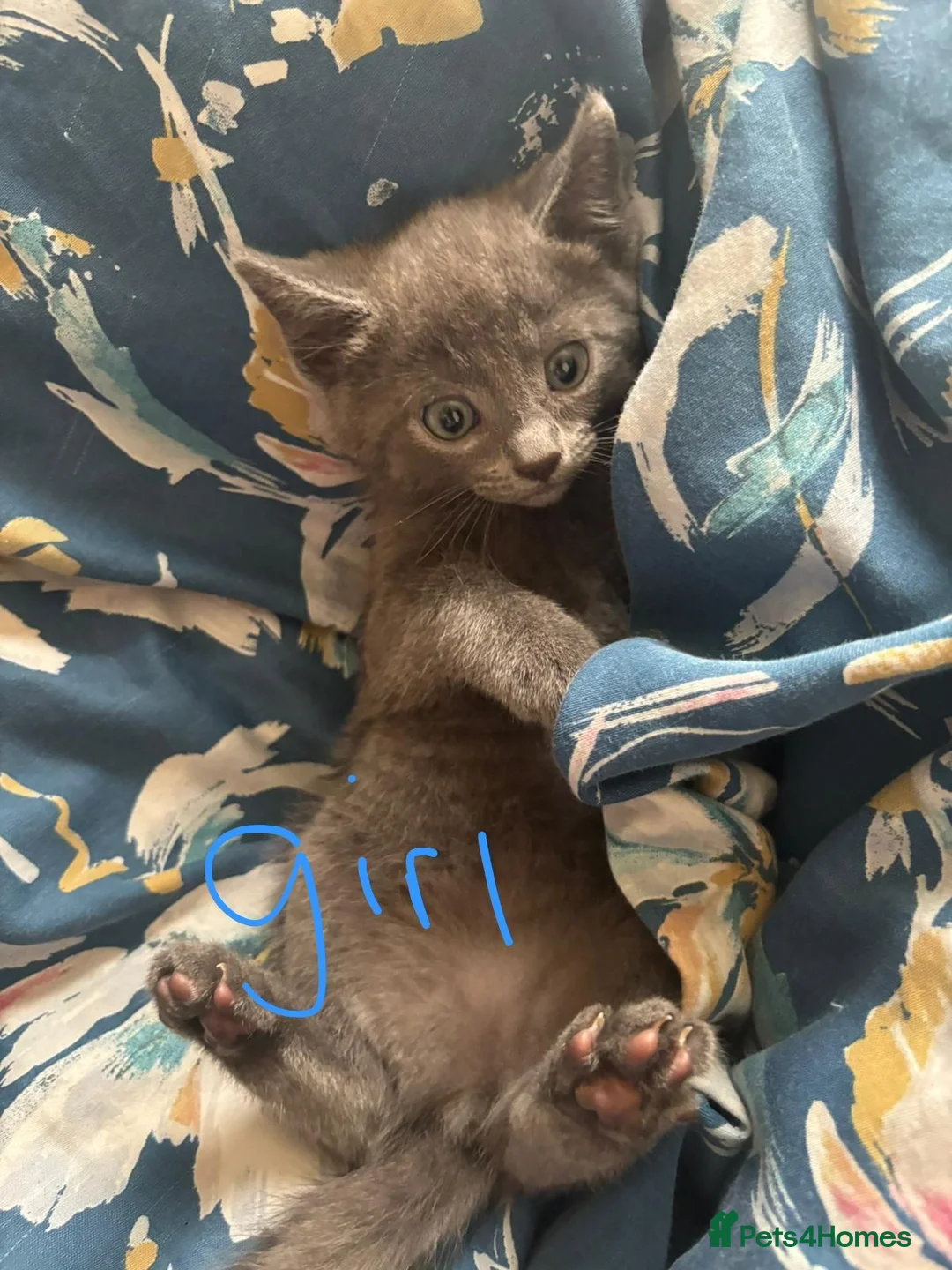 Mixed Breed cats for sale: 5 kittens ready to go to a loving home  in Hayle - Advert 2