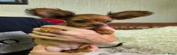 Russian Toy Terrier dogs for sale: Russian Toy  - Advert 8