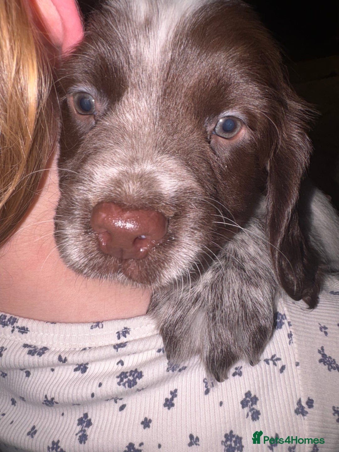 Sprocker dogs for sale: Adorable F1 Sprocker puppies - Advert 4