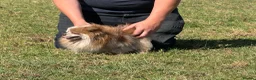 Pomeranian dogs for sale: Petite Adult Chocolate Merle Pomeranian 2.8kg  - Advert 13