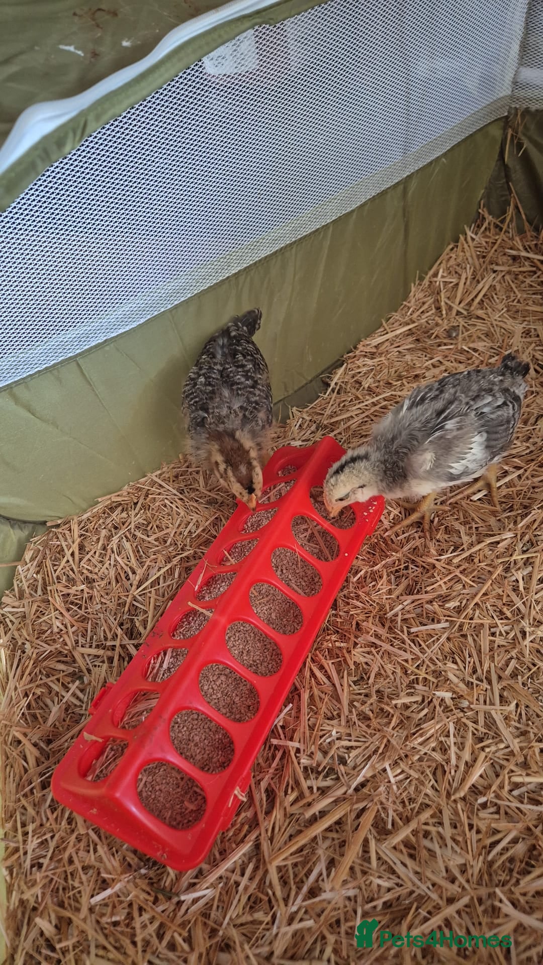 Chickens poultry 9 Mixed breed 4 week chicks - Advert 2