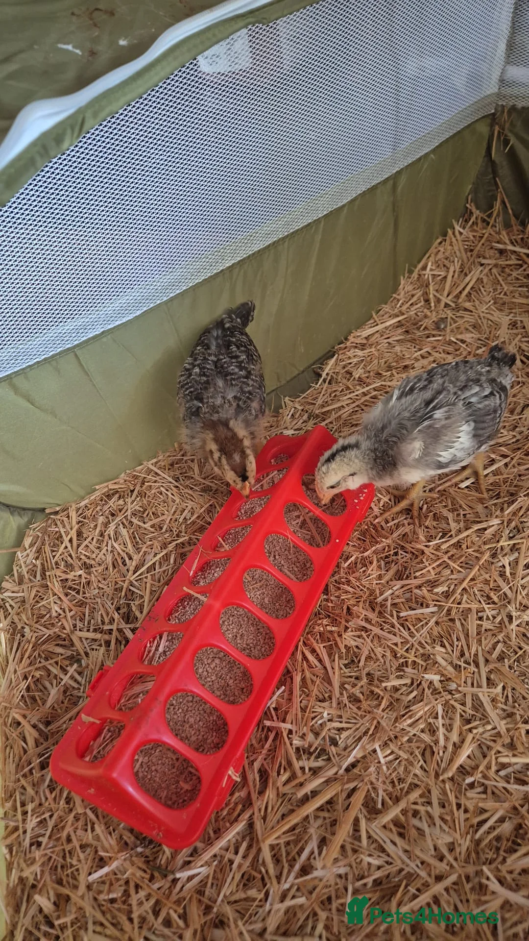 Chickens poultry for sale: 9 Mixed breed 4 week chicks in London - Advert 1