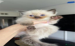 Ragdoll cats for sale: ragdoll kittens  - Image 4