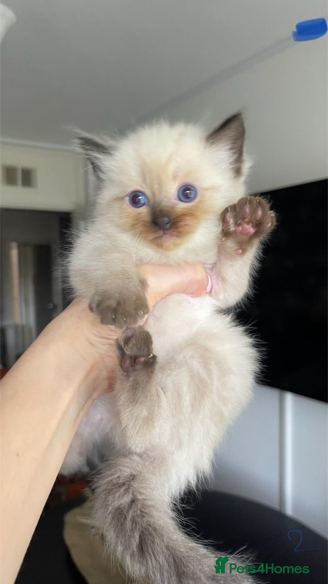 Ragdoll cats for sale: ragdoll kittens  - Image 4