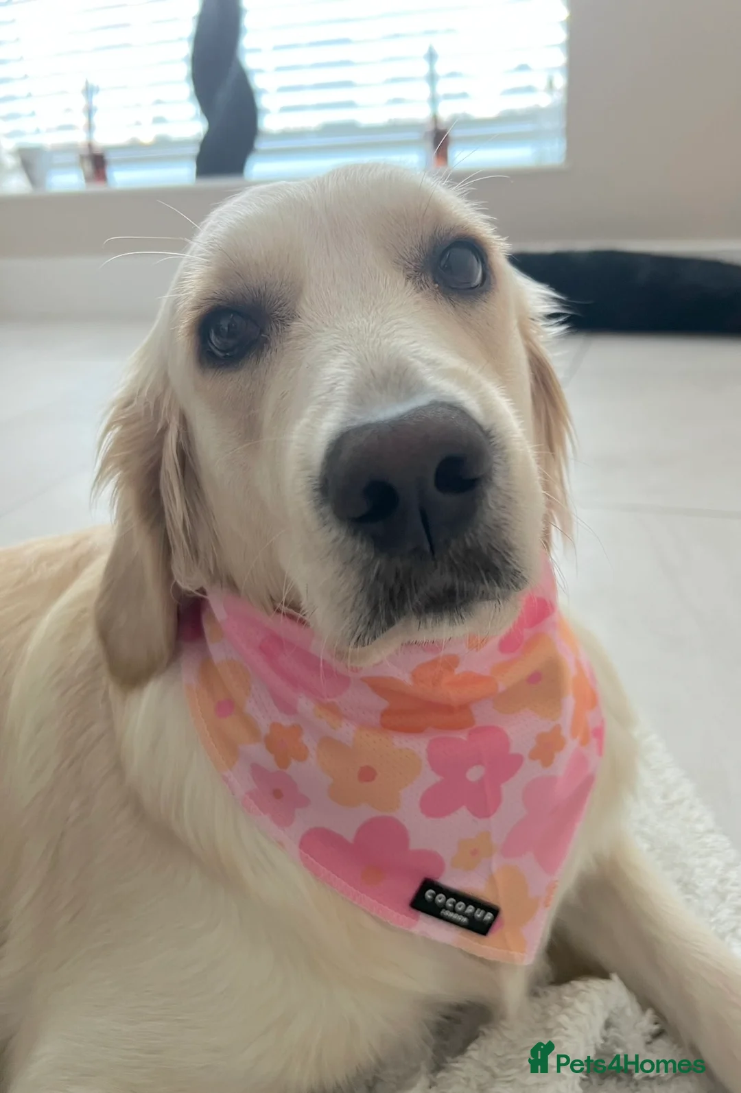 Golden Retriever dogs for sale: Exceptional Show Champion Litter   - Advert 20