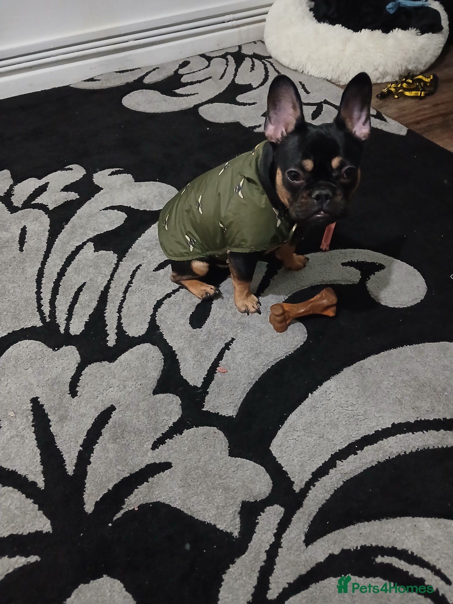 French Bulldog dogs Girls frencbulldog - Advert 2