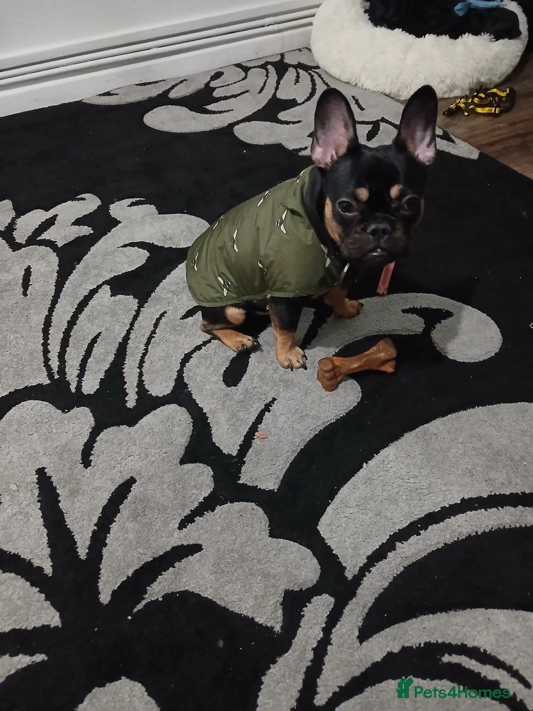 French Bulldog dogs for sale: Girls frencbulldog - Advert 1